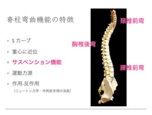脊柱弯曲機能